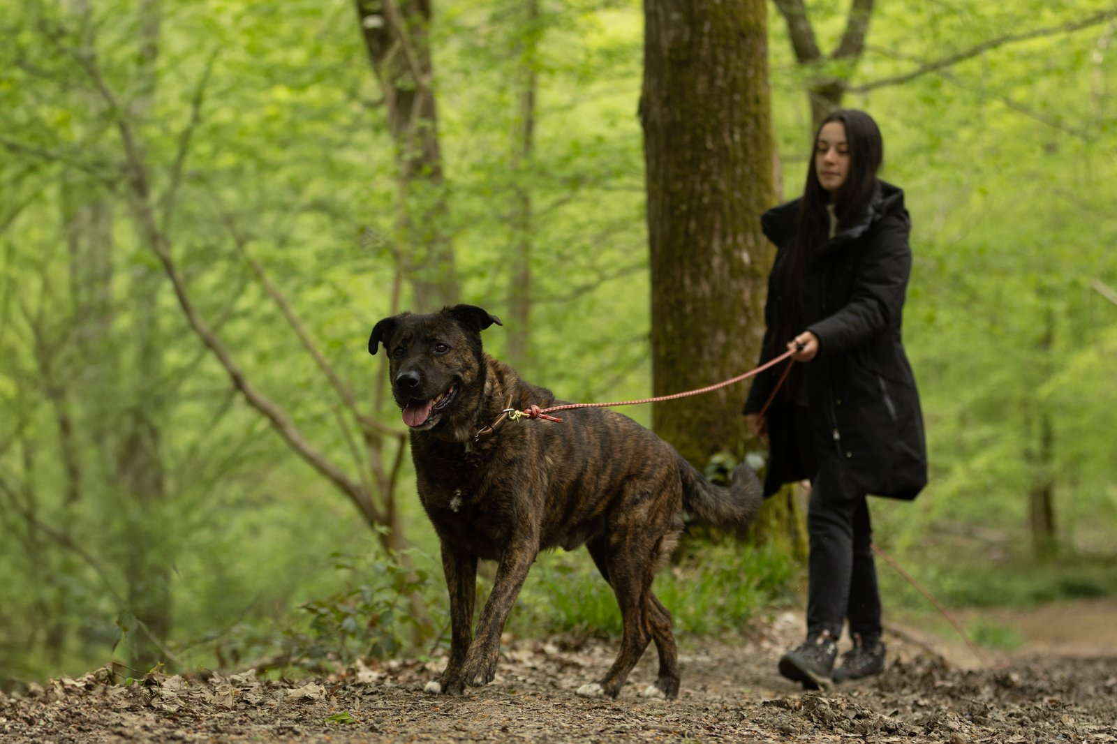 balade chien champs sur marne 77