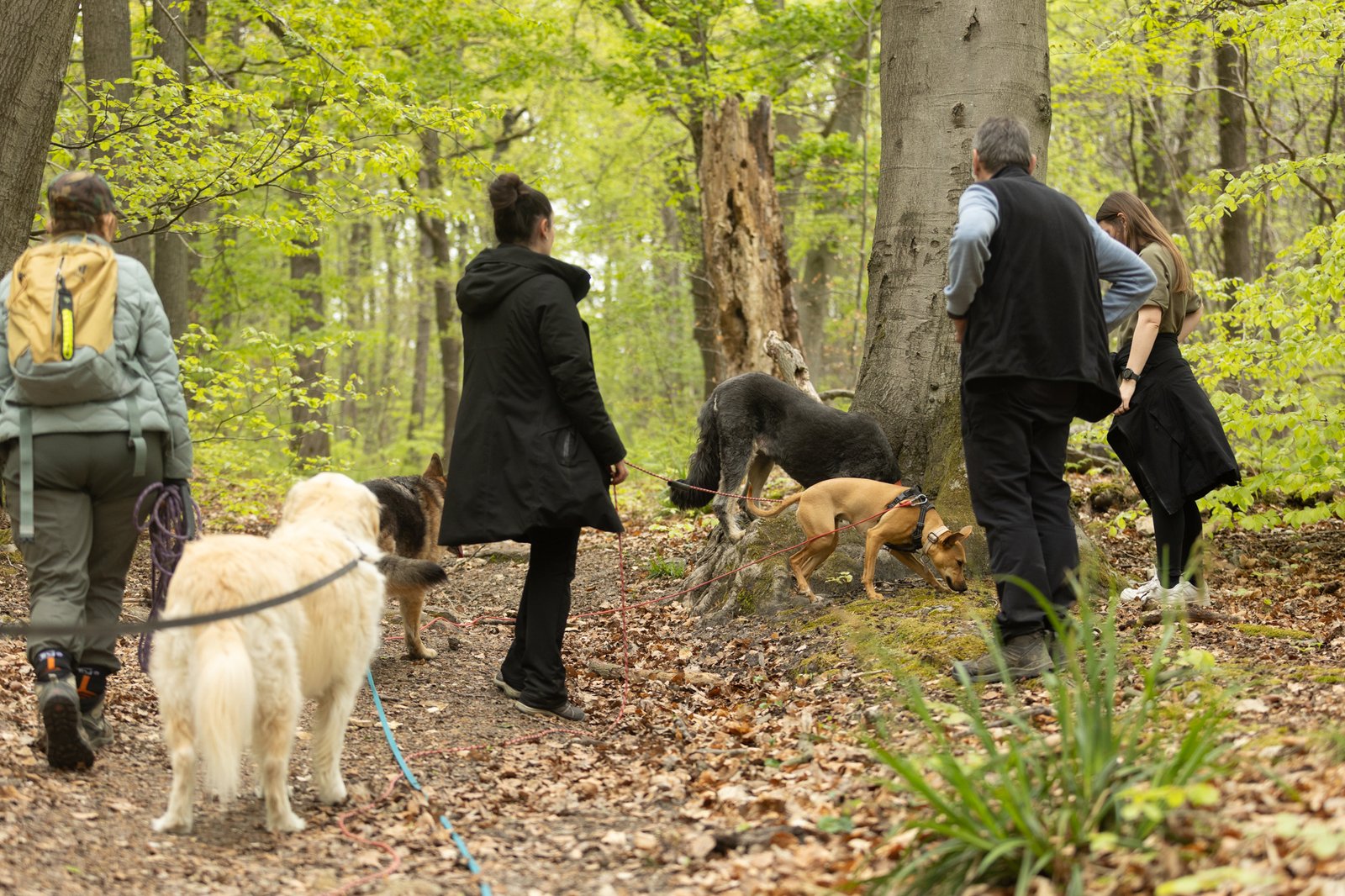 balade collective chiens 77