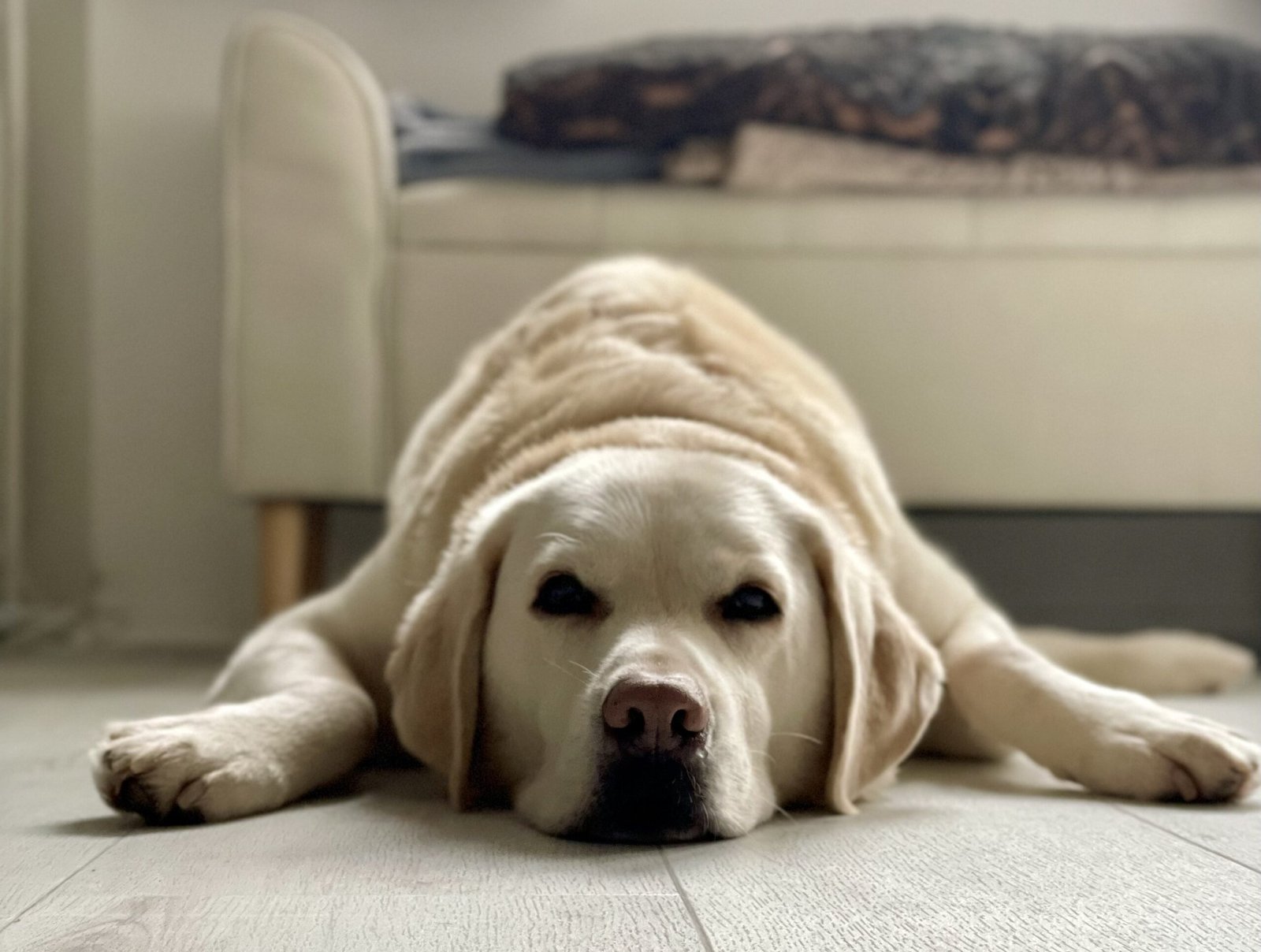 comportementaliste seine et marne