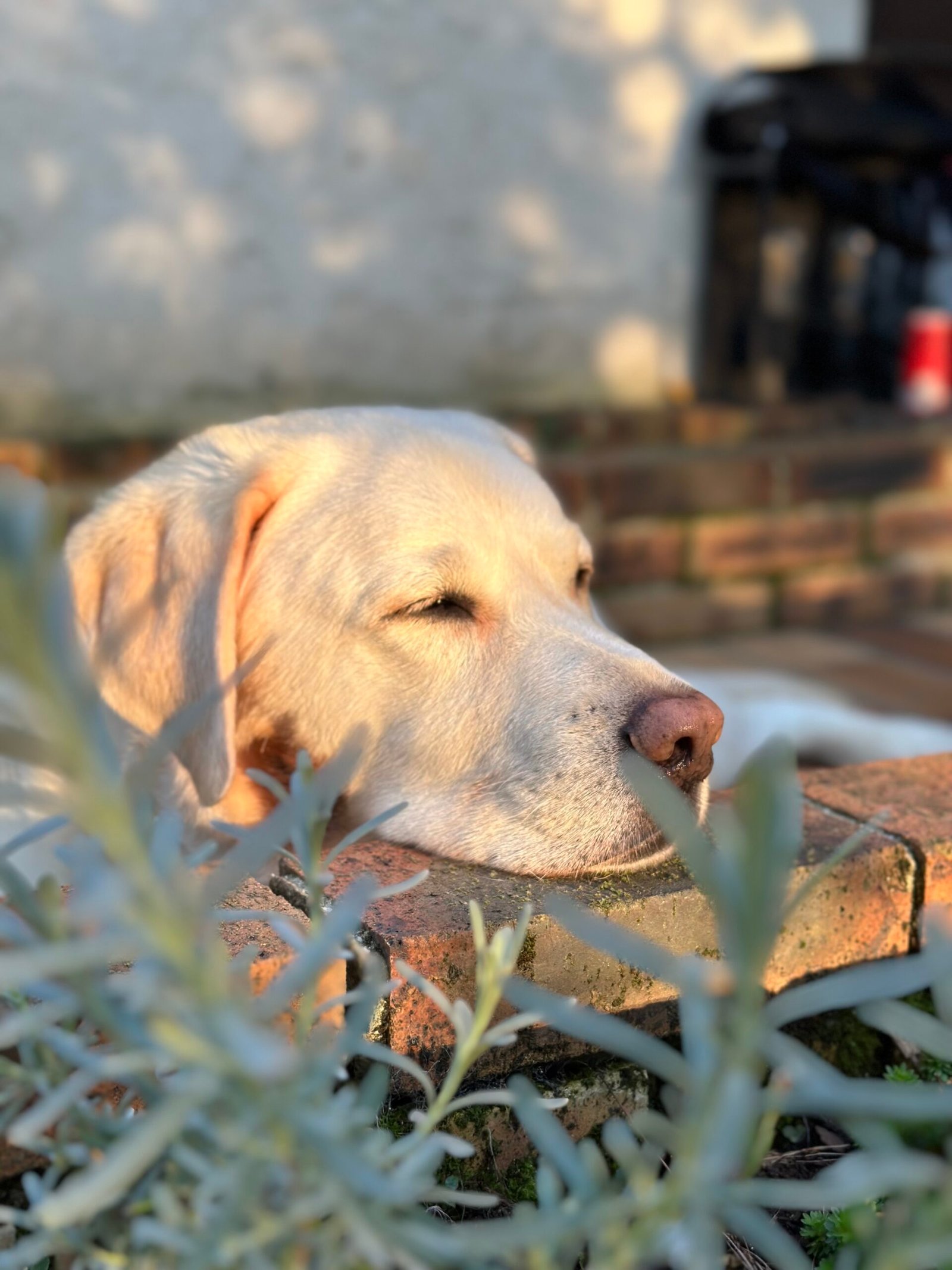 éducateur canin seine et marne 77