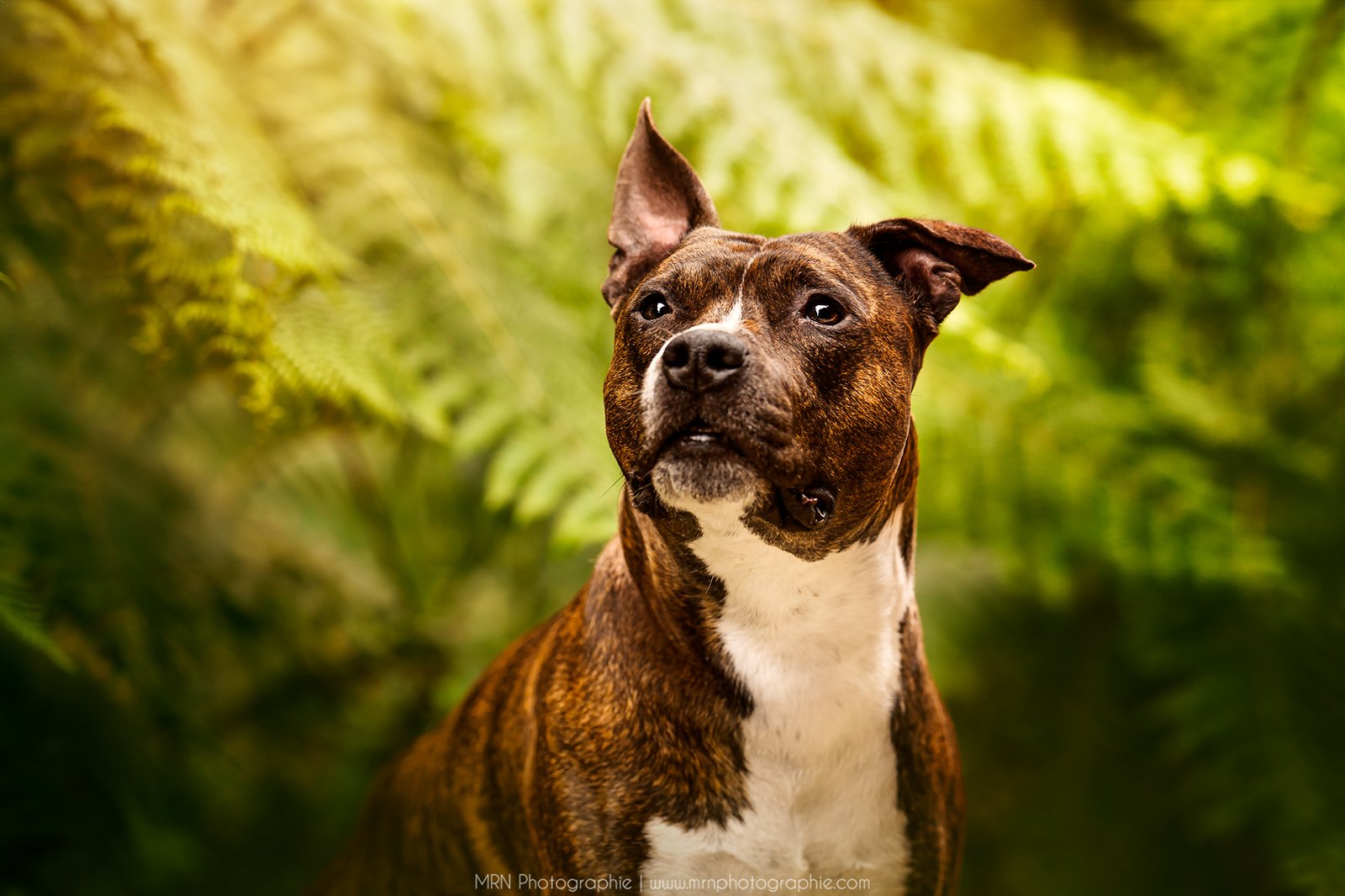 education bienveillante chien