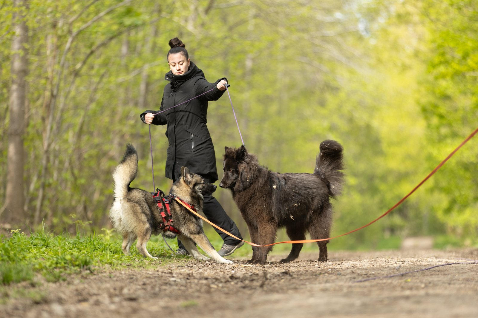 education canine champs sur marne 77