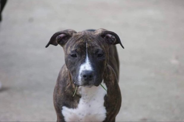 education chiot seine et marne