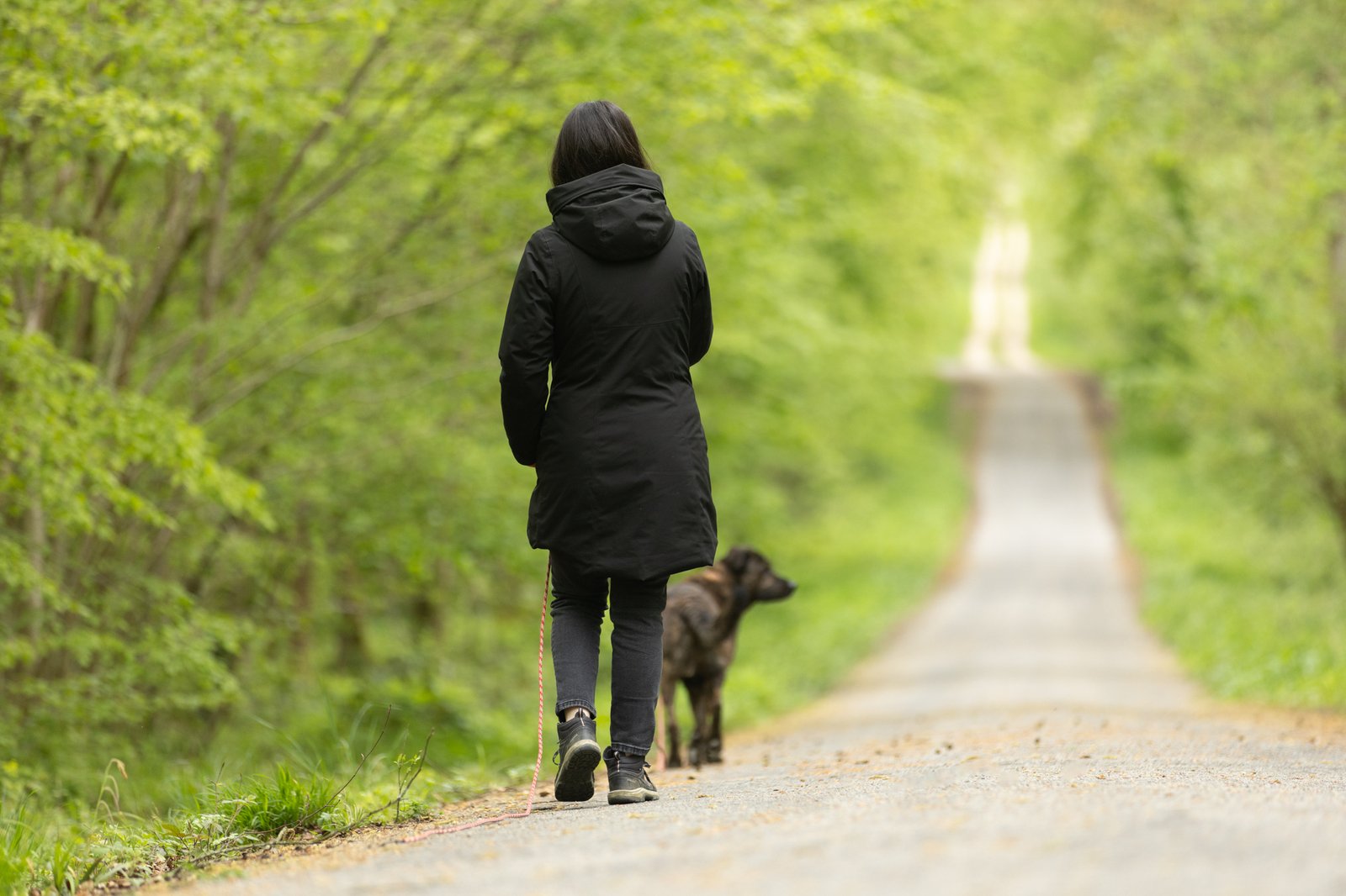 promenades chiens champs sur marne 77