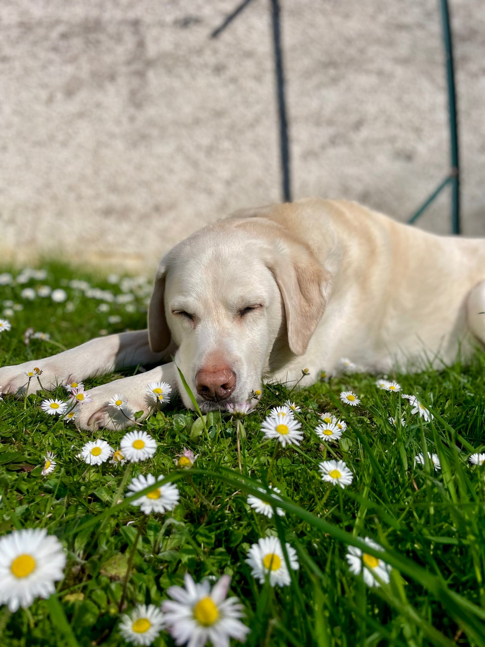educateur canin bienveillant