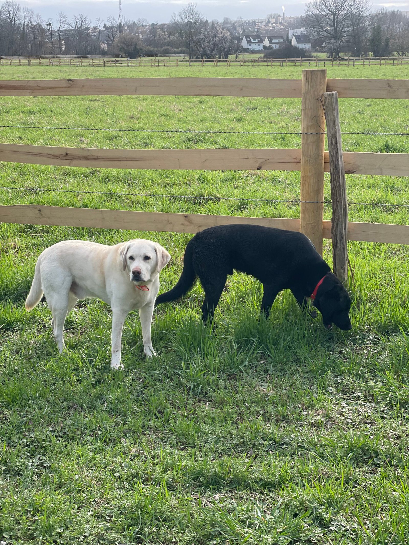   chiens promenade Seine-et-Marne